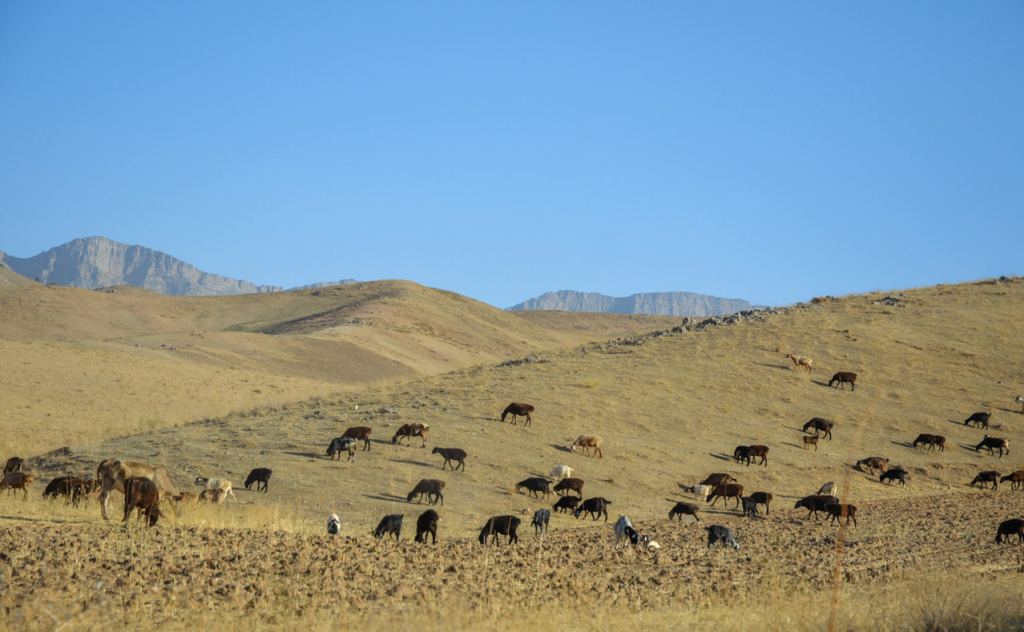 chopon qiz 02 chopon qiz 02