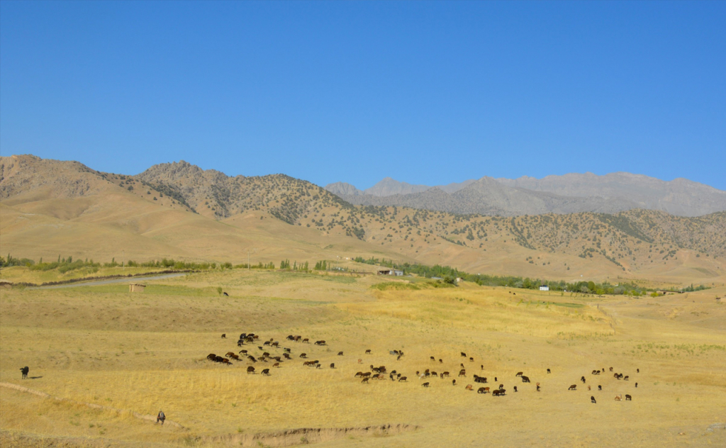 chopon qiz 01 chopon qiz 01