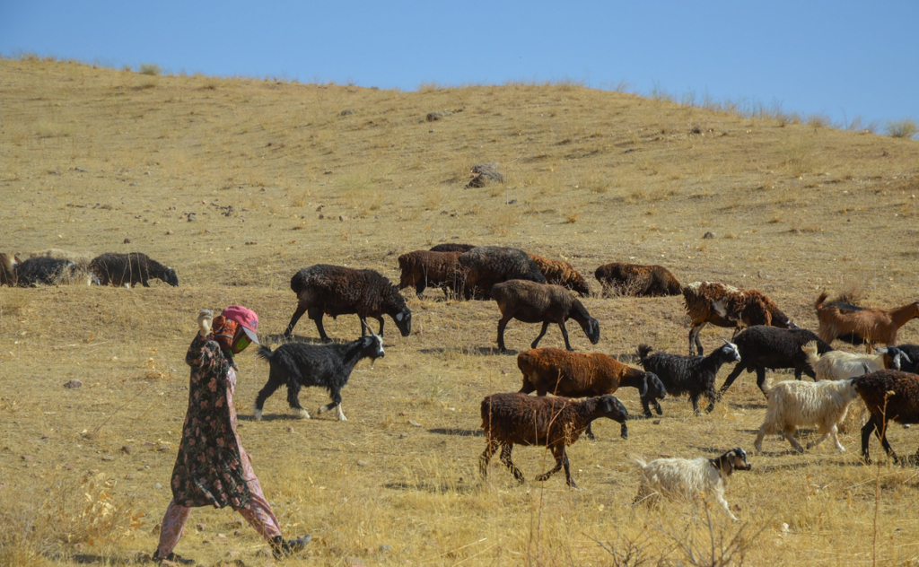 chopon qiz 03 chopon qiz 03