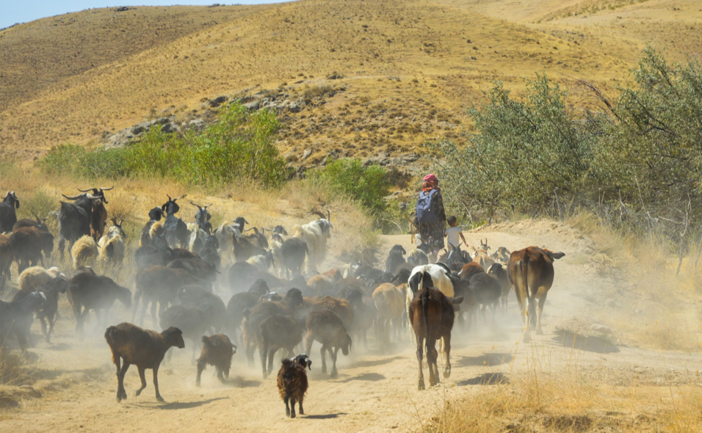 chopon qiz 12 chopon qiz 12