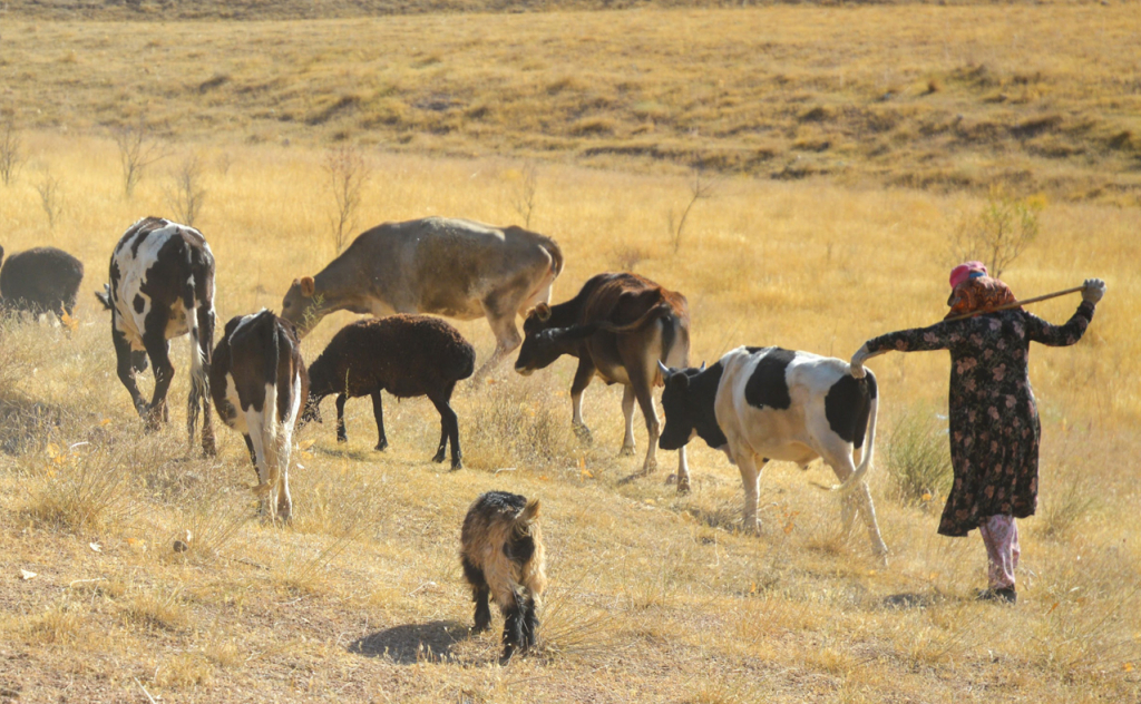 chopon qiz 13 chopon qiz 13