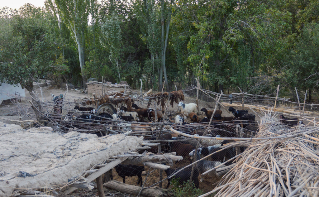 chopon qiz 17 chopon qiz 17