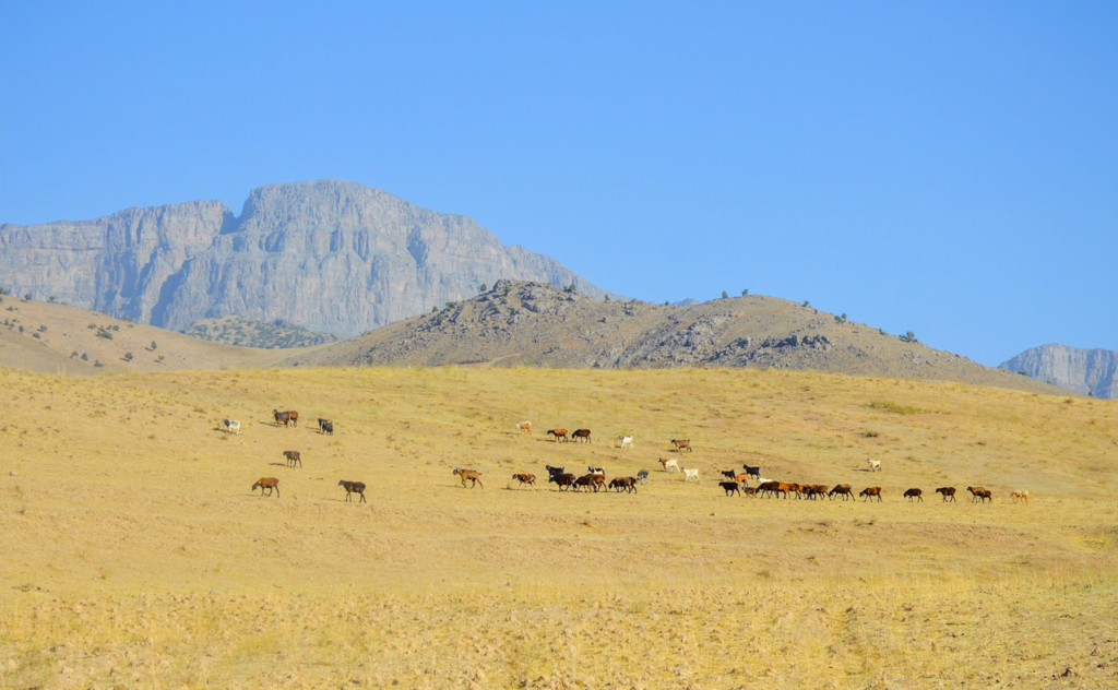 chopon qiz 14 chopon qiz 14