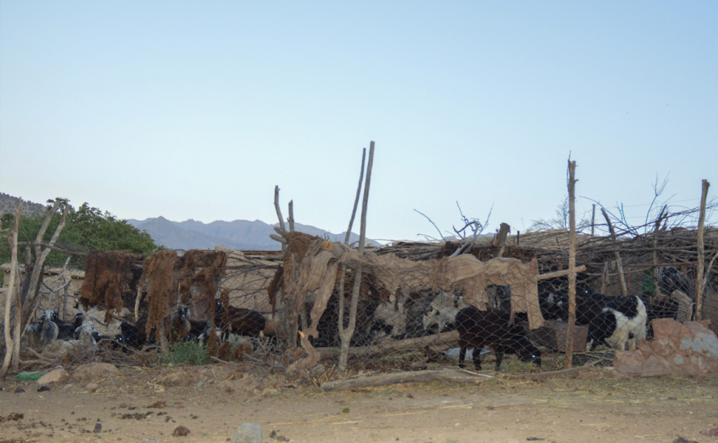 chopon qiz 16 chopon qiz 16