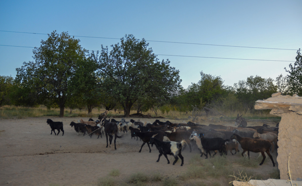 chopon qiz 19 chopon qiz 19