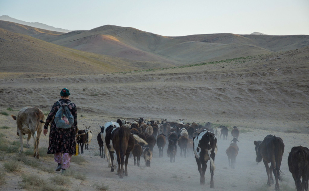 chopon qiz 22 chopon qiz 22