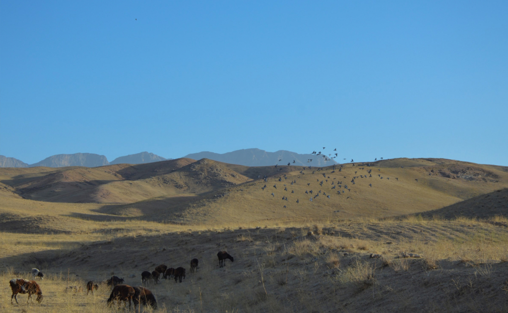 chopon qiz 24 chopon qiz 24