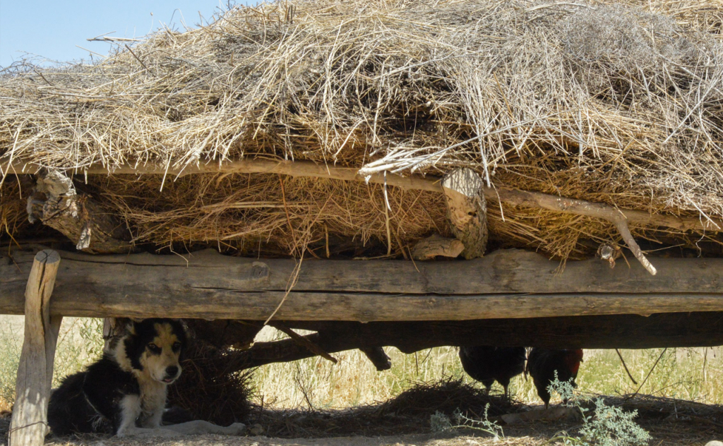 chopon qiz 27 chopon qiz 27