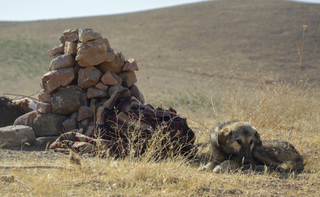 chopon qiz 29 chopon qiz 29