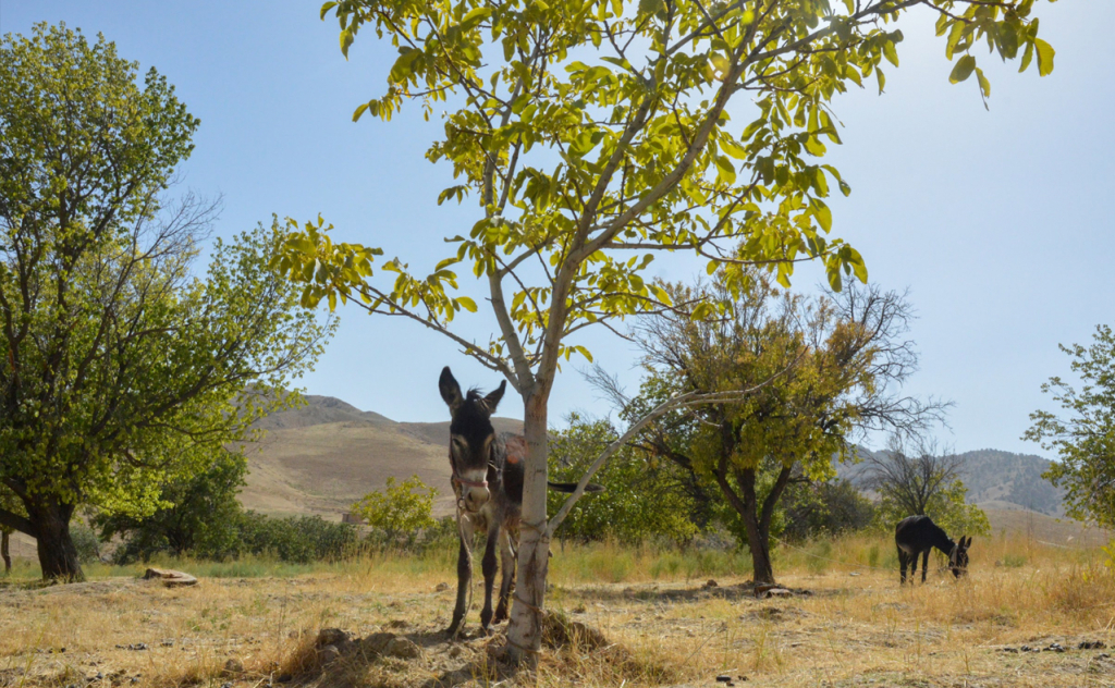 chopon qiz 33 chopon qiz 33