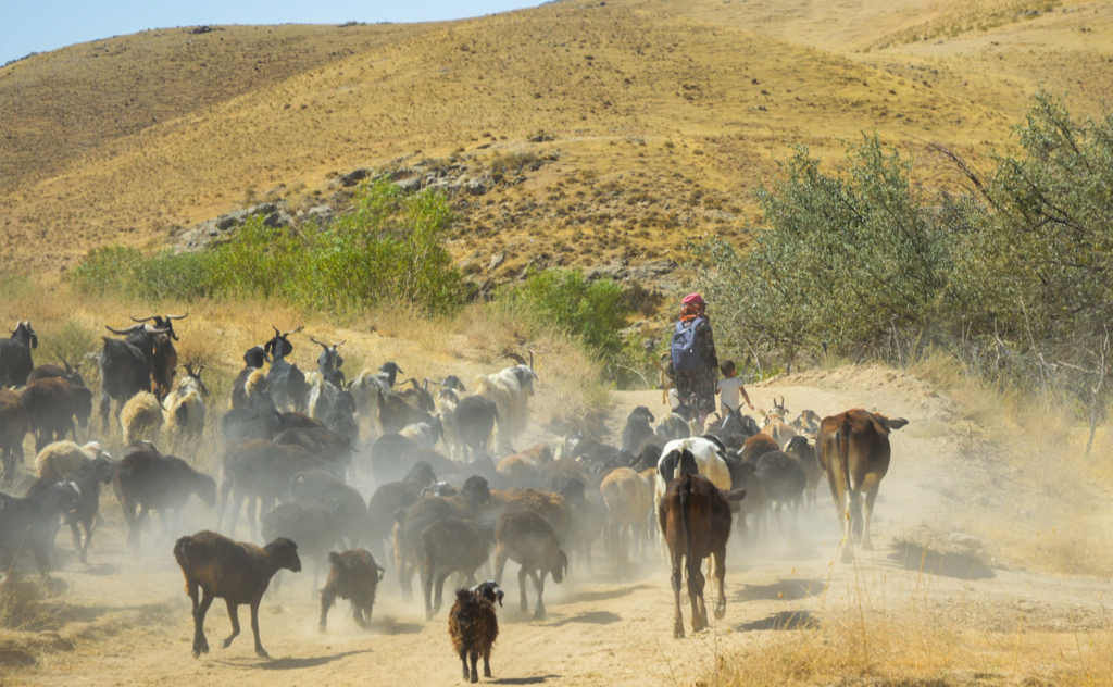 chopon qiz 39 chopon qiz 39