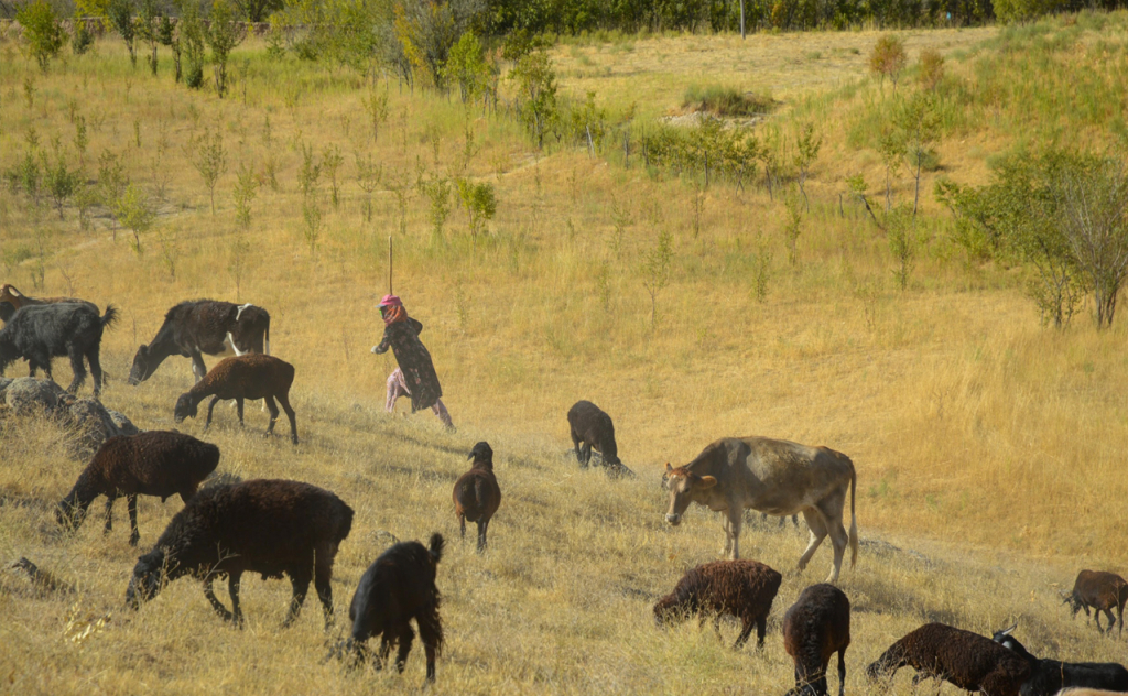 chopon qiz 41 chopon qiz 41