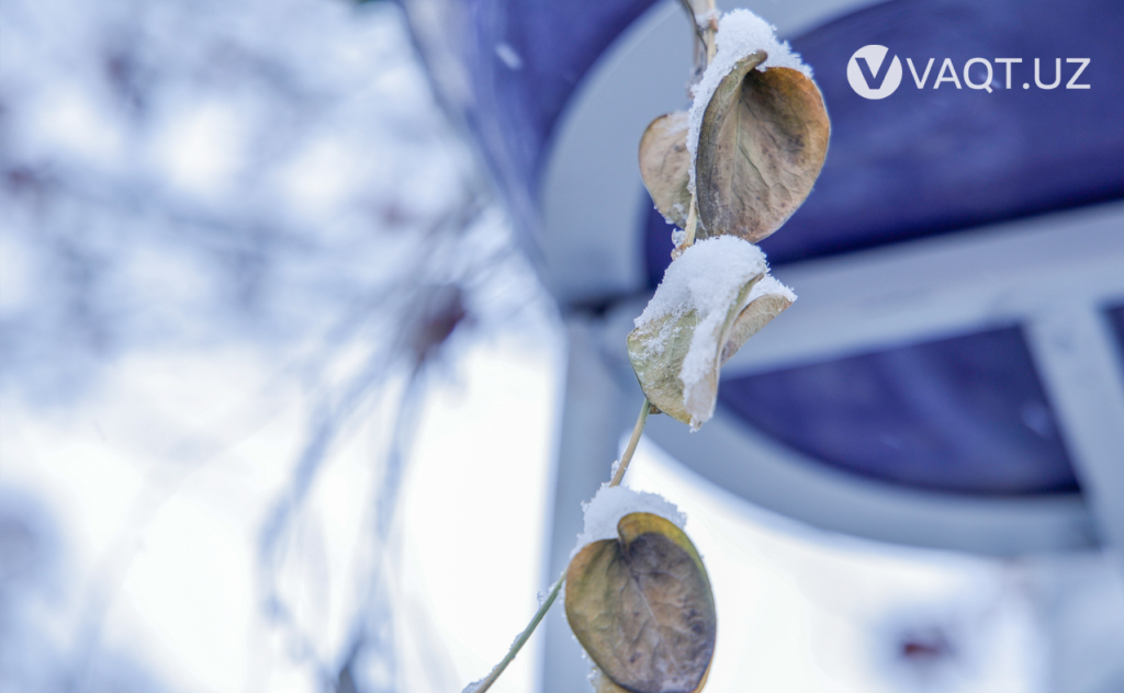 qish toshkent 01 qish toshkent 01