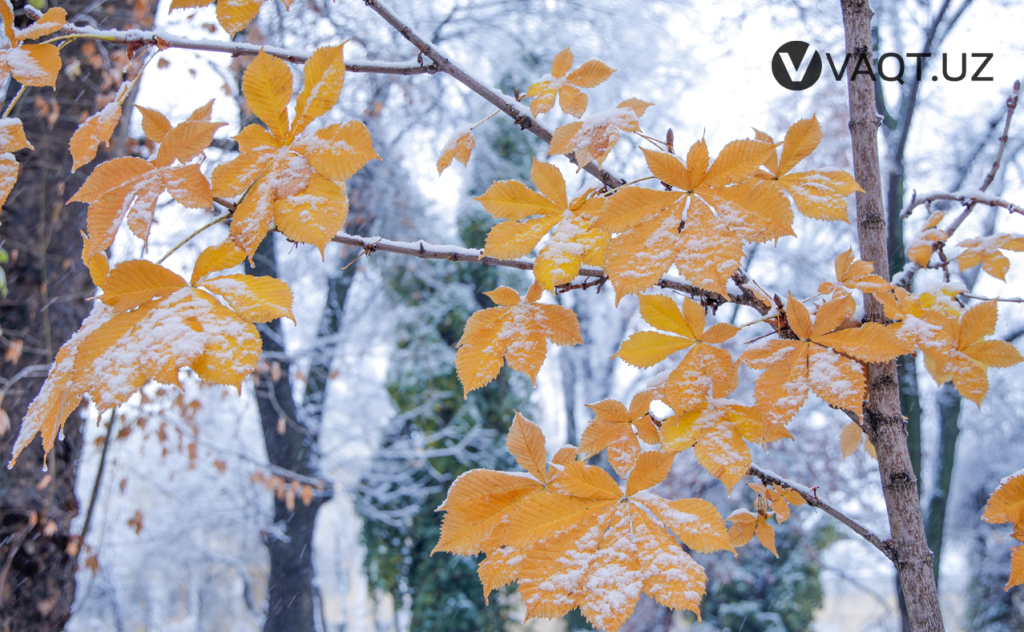 qish toshkent 09 qish toshkent 09