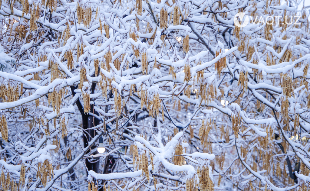 qish toshkent 15 qish toshkent 15