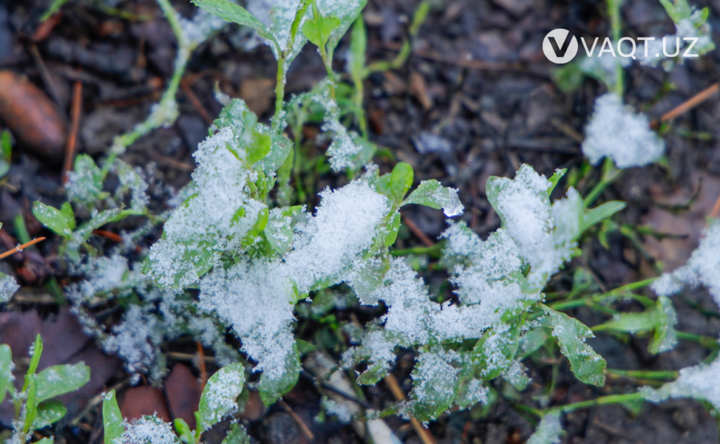 qish toshkent 21 qish toshkent 21