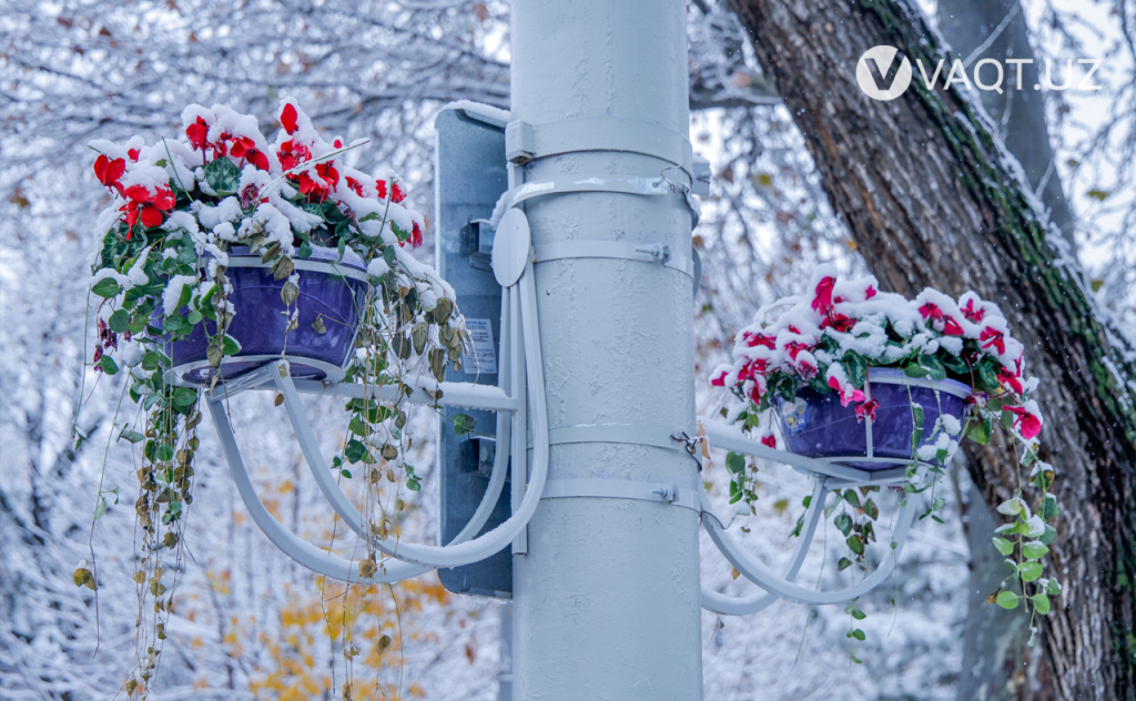 qish toshkent 24 qish toshkent 24