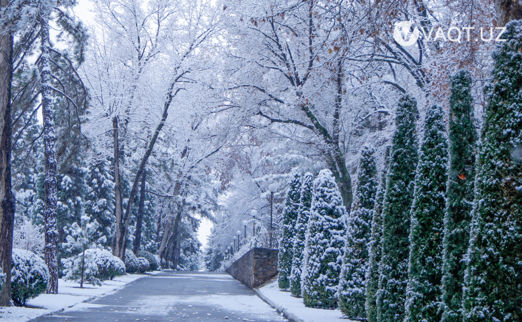 qish toshkent 25 qish toshkent 25