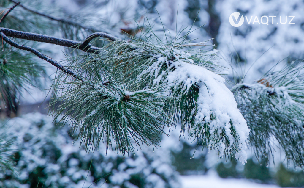 qish toshkent 26 qish toshkent 26