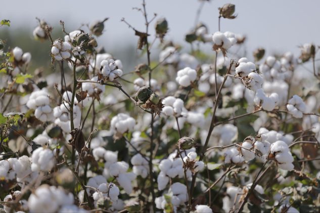 Photo 7 2025 10 12 18 28 11